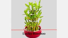 lucky bamboo plant in a red pot with the words lucky bamboo on it's side