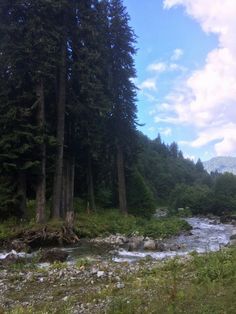 a river running through a forest filled with lots of green grass and tall pine trees