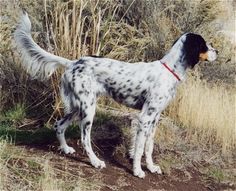 a black and white dog standing on top of a grass covered field next to tall dry grass