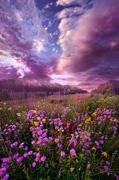 a field full of purple and yellow flowers under a cloudy blue sky with pink clouds