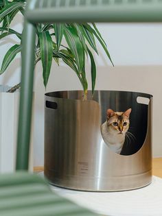 a cat sitting in a metal pot on top of a table next to a plant