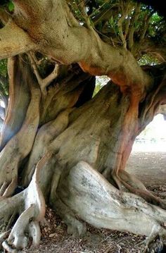 an old tree with very large roots in the ground and sun shining through it's branches