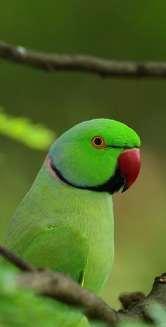 a green parrot sitting on top of a tree branch