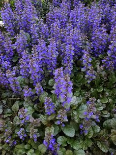 purple flowers are growing in the garden