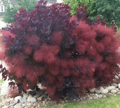 a bush with red leaves in the middle of some rocks and grass next to a house