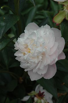 a large white flower sitting on top of a lush green forest filled with leaves and flowers