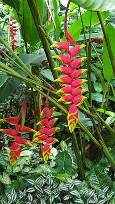 the red and yellow flowers are blooming in the jungle