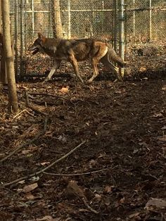 a lone wolf walking in the woods behind a chain link fence