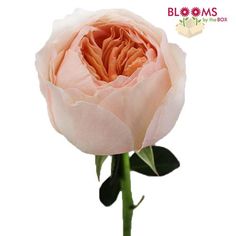 a single pink rose on a white background