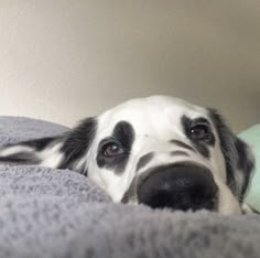 a black and white dog laying on top of a bed next to a green pillow