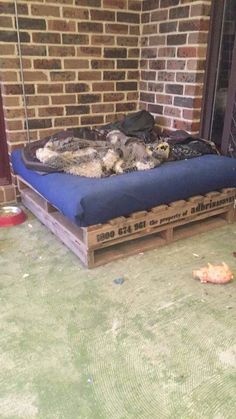 a dog laying on top of a blue mattress in front of a brick wall and door