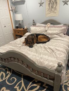 a dog laying on top of a bed in a room with blue carpet and white walls