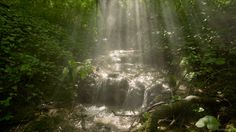 sunlight shining through the trees over a stream