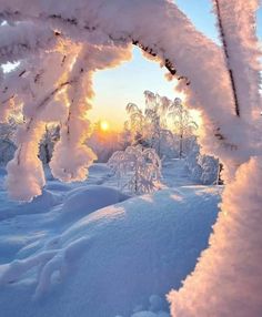 the sun is setting behind some snow covered trees