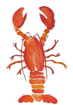 a watercolor drawing of a lobster on a white background with red and orange stripes