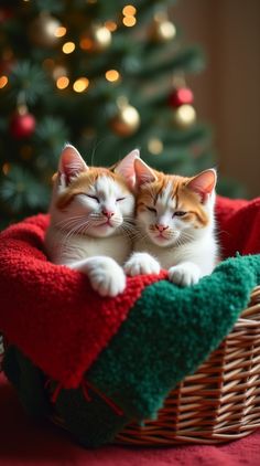 two orange and white kittens are sitting in a basket next to a christmas tree