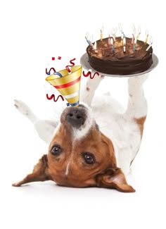 a dog laying on its back with a birthday cake in it's mouth