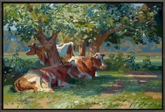 two brown and white cows laying in the shade of a tree on a sunny day