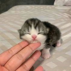 a small kitten is being held up to the camera by someone's hand on a bed