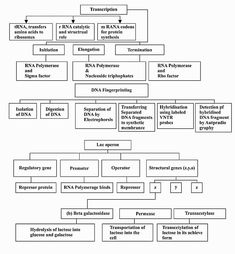 the structure of an organization diagram