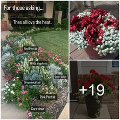 three pictures showing different types of flowers in the same pot, and one with words on it