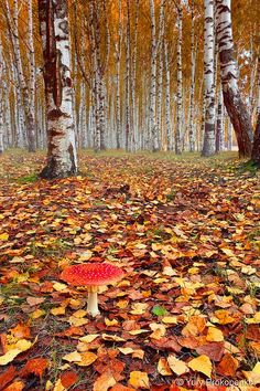 a red mushroom sitting in the middle of a forest filled with trees and fallen leaves