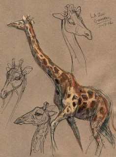 a drawing of two giraffes standing next to each other