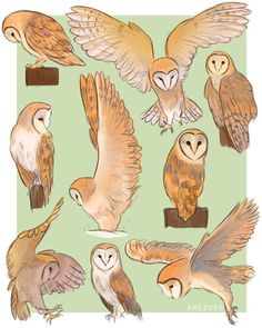 an image of owls flying in the air with their wings spread out and eyes closed