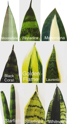 the different types of leaves are shown in this image, and each type is labeled with their own name