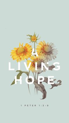 a bunch of sunflowers with the words living hope