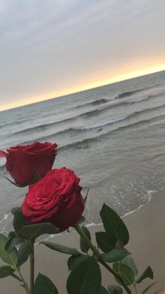 two red roses sitting on top of a beach next to the ocean