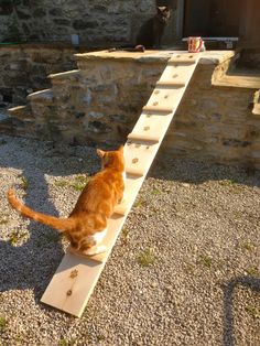 an orange and white cat sitting on top of a wooden ramp next to a black cat