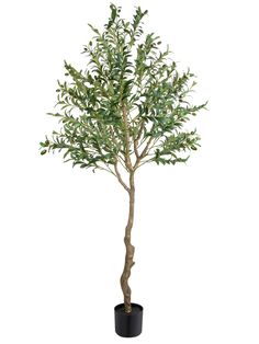 an olive tree in a pot on a white background