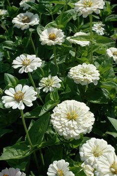 many white flowers with green leaves in the background