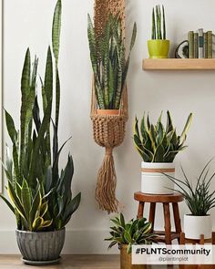 Spice-up your interior with the right pots! Indoor Plants Styling, Easy Care Houseplants, Peaceful Space, نباتات منزلية, Decor Ikea, Crassula Ovata, Iron Plant, Vinyl Decor, Succulents Indoor