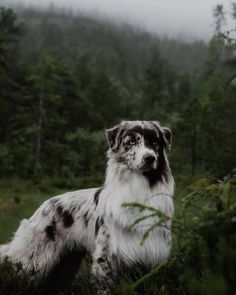 a black and white dog is standing in the grass near some trees with it's eyes open