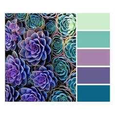 purple and blue succulents are featured in this color scheme