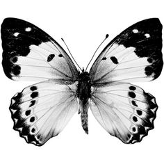 a close up of a butterfly on a white background