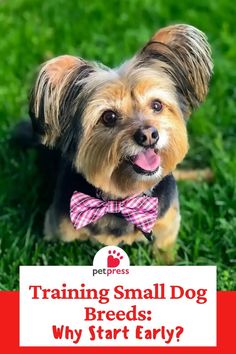 a small dog wearing a bow tie with the words training small dog breeds why start early?