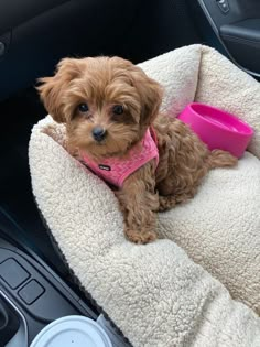 a small brown dog sitting on top of a blanket in the back seat of a car