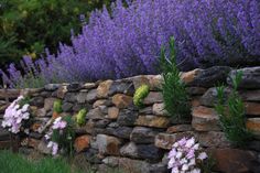 purple flowers are growing on the side of a stone wall