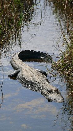 an alligator is swimming in the water