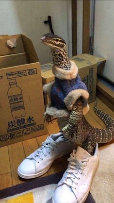 two pairs of shoes with an animal on top of one another in front of boxes