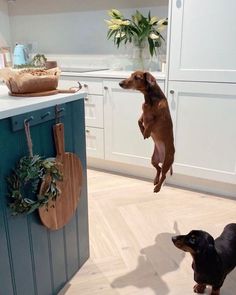 a dog jumping up into the air to catch a frisbee