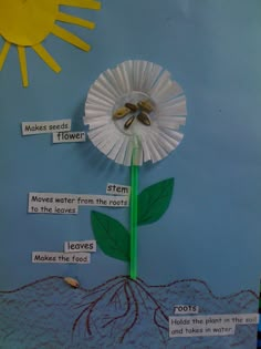 a bulletin board with parts of a flower