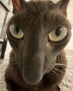 a close up of a cat on a bed looking at the camera with big eyes