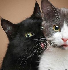 two black and white cats looking at the camera