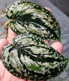 two green and white gourds sitting in the palm of someone's hand