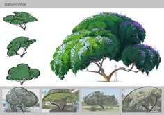 an image of various trees and plants in different stages of life cycle, with text describing how to draw them