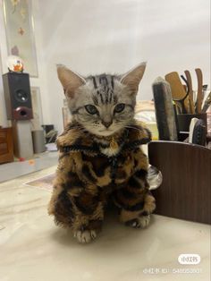 a cat sitting on top of a counter next to a knife holder with knives in it